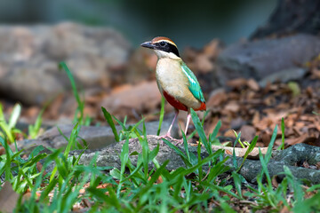 Fairy Pitta (Pitta Nympha) during migrating season
