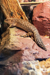 Fototapeta premium Close up of a lizard resting on a rock 