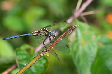 Orthetrum glaucum is an Asian dragonfly species, common across much of tropical and subtropical Asia. The common name for this species is blue marsh hawk