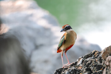 Fairy Pitta (Pitta Nympha) during migrating season