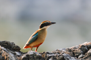 Fairy Pitta (Pitta Nympha) during migrating season