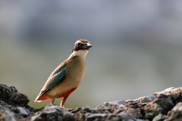 Fairy Pitta (Pitta Nympha) during migrating season