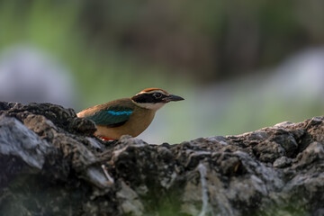 Fairy Pitta (Pitta Nympha) during migrating season