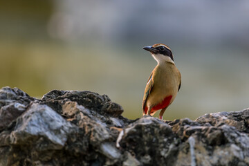 Fairy Pitta (Pitta Nympha) during migrating season