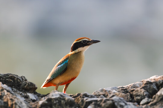 Fairy Pitta (Pitta Nympha) during migrating season