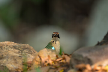 Fairy Pitta (Pitta Nympha) during migrating season