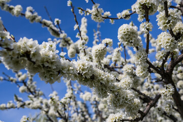 a blooming apple tree in the garden