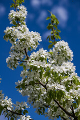 a blooming apple tree in the garden