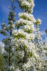a blooming apple tree in the garden