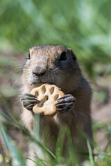 The gopher is gnawing on a cookie