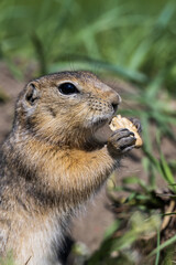 The gopher is gnawing on a cookie