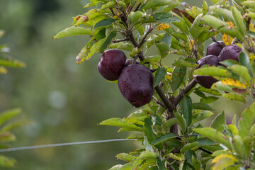 apple tree in with red apples