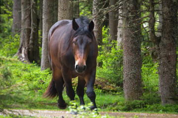 Fototapeta premium grazing horse on a mountain meadow at a spring morning