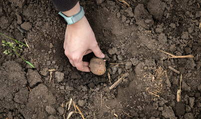 Planting seed potatoes in the soil. Vegetable tuber in a woman's hand. A farmer places potatoes with sprouts in a hole dug for planting.