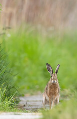 Field hare (Lepus europaeus) in Bird park Kosteliska near Dubnany, Southern Moravia, Czech Republic