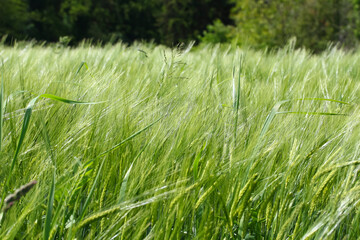 Junges Grünes Getreide wiegt sich im Wind