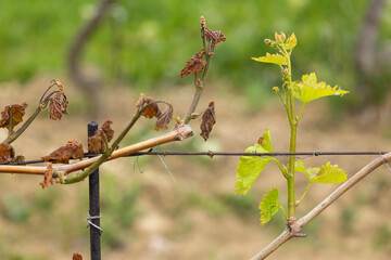 Spring vineyard damaged by heavy frost (brown parts are dead), vineyard where there will be very little harvest, Southern Moravia, Czech Republic