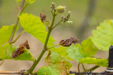 Spring vineyard damaged by heavy frost (brown parts are dead), vineyard where there will be very little harvest, Southern Moravia, Czech Republic