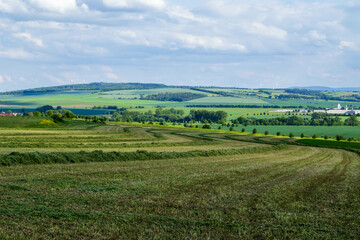 Landscape with grass clippings drying in the field