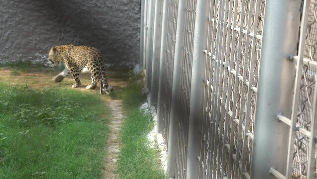 Persian leopard (Panthera pardus saxicolor) is a magnificent animal from which it comes genuine respect in zoo