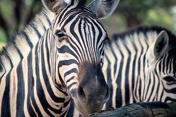 Wild african life.  Close-up two Namibian mountain zebras