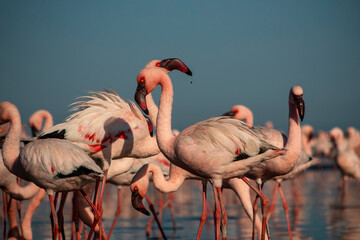 Wild african birds. Group of red african flamingos  walking around the blue lagoon on a sunny day