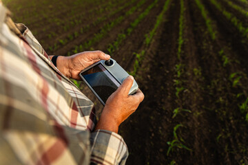 Close up of senior farmer hands in corn field controlling drone for examining crop.