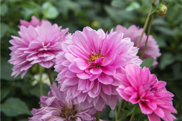 Dahlia, a tuberous, herbaceous perennial plant native to Mexico and Central America