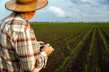 Senior farmer standing in corn field controlling drone for examining crop.