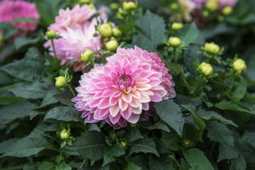Dahlia Hybride, a tuberous, herbaceous perennial plant native to Mexico and Central America