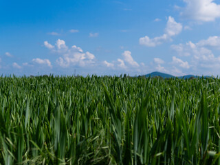 Green grass field on small hills and blue sky with clouds