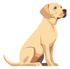Flat vector illustration on white background. Labrador retriever dog sitting . Vector illustration