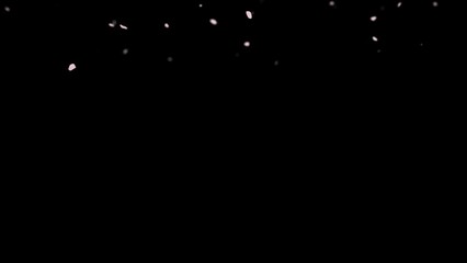 Romantic cherry blossom petals drifting for Mother's Day design, wedding invites