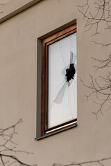 A broken window on a building with a tree in front of it; showcasing urban decay and nature...