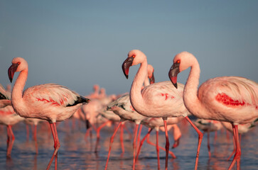 Wild african birds. Group of red african flamingos  walking around the blue lagoon on a sunny day
