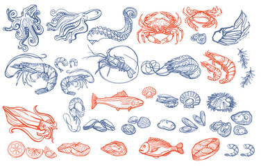 Isolated vector set of seafood. Shrimps, langoustines, prawns, salmon, trout, oysters, mussels, squid, crab, lemon, octopus, rosemary, sea urchin. Hand-drawn seafood delicacy, restaurant and marine.