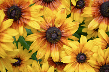 floral background, orange-yellow-brown Rudbeckia flowers (called brown eyed Susan, gloriosa daisy, golden Jerusalem, bull's eye, poor-land daisy, yellow daisy); flower wallpaper