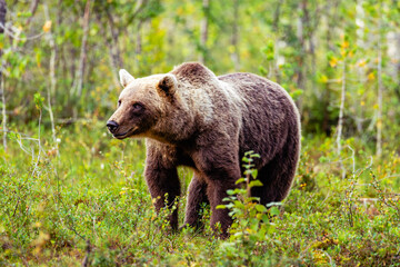 Fototapeta premium brown bear in the forest