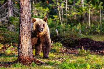 brown bear in the forest