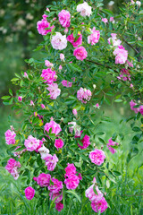 Roseraie au printemps