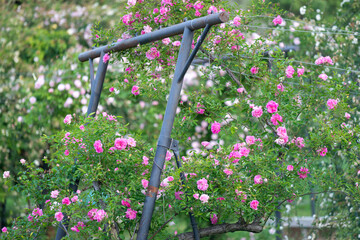 Roseraie au printemps