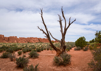 Dead tree trunk in Arches National Park. Utah. USA.