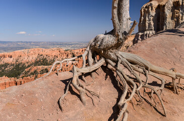 Roots of dead tree in Bryce Canyon National Park. Utah. USA.