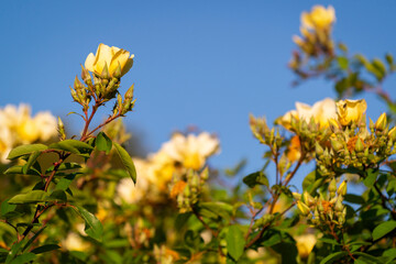 Roses jaunes
