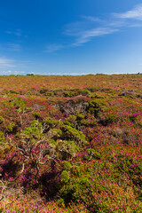 Landscape in Cap de la Chevre, Crozon, Brittany, France