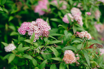 初夏のシモツケ　R6年5月撮影