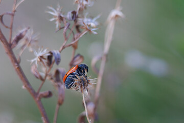 Falsa mariquita Lachnaia vicina posada en planta seca, Alcoy, España
