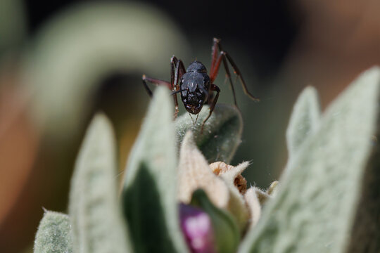 Hormiga Camponotus cruentatus buscando alimento en planta de jara cistus albinus, Alcoy, Espa&ntilde;a