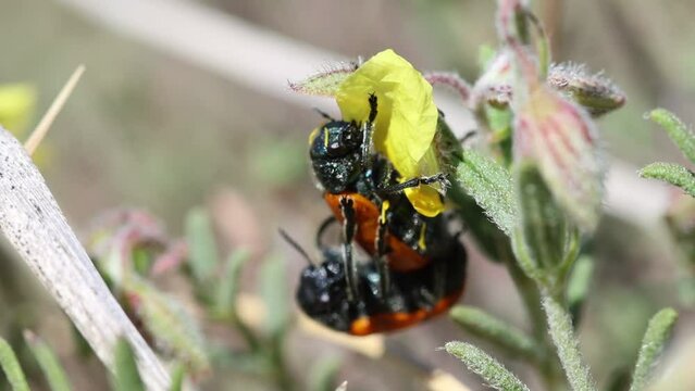 Falsa mariquita Lachnaia vicina apareandose al mismo tiempo que come, Alcoy, Espa&ntilde;a