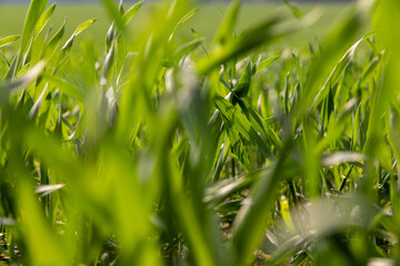 a field with a new crop of rye in Europe